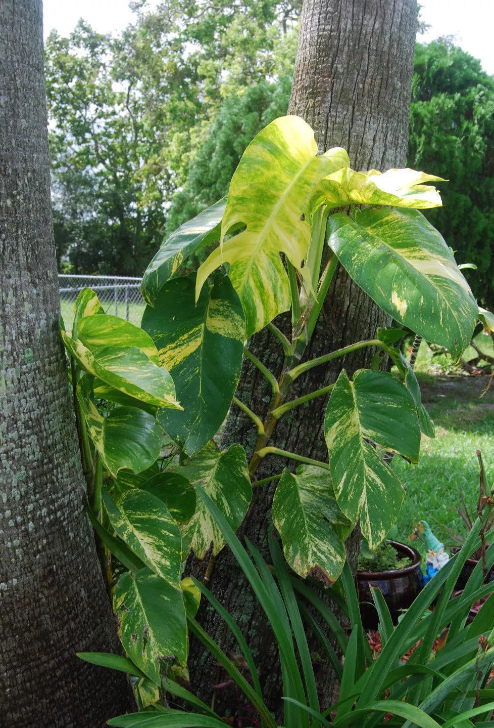 pothos vine plant Golden Queen Pothos Vine Plant - Jumbo Size - Epipremnum aureum