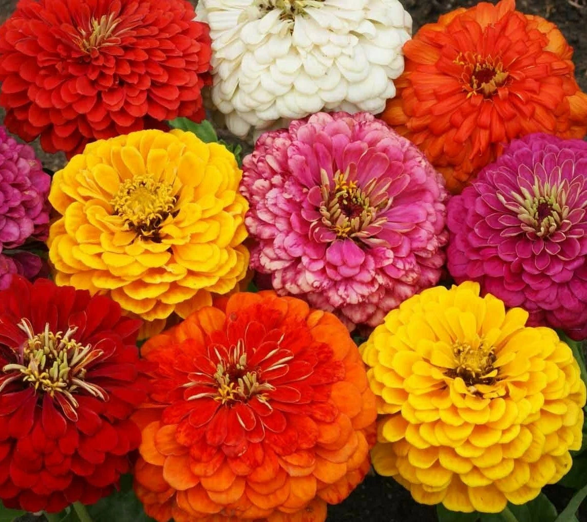 Zinnia Dahlia Flowered Mix Seeds 100+ for Garden Bees & Birds Annual - Colorful Blooms, Easy to Grow