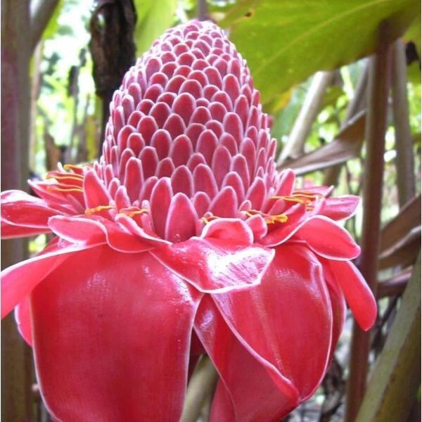 Torch Ginger Seeds - Etlingera Elatior Pink - Combrang - 10 Seeds - Exotic Flowering Plant for Gardens