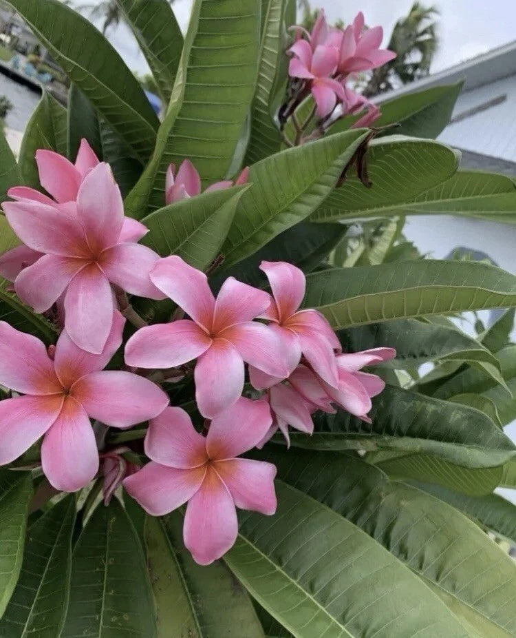 pink flowering tropical house plants Rooted Pink Hawaiian Plumeria Plant 8-12” | Frangipani | Tropical Flowering Plant