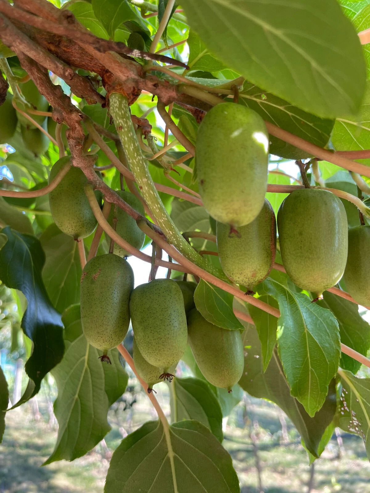 Issai Kiwi Seeds - 50+ Cold Hardy Arctic Grape Berry Superfruit Garden Plant - Actinidia arguta