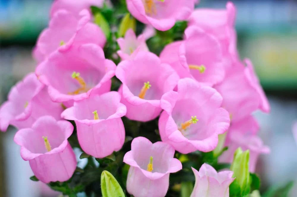 Pink Bellflower Seeds - 50 Seeds for Planting - Campanula Medium