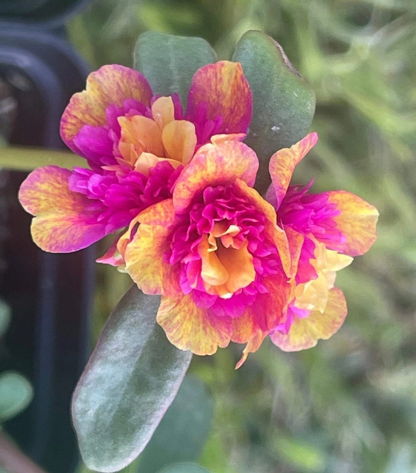 5 Unroot Cuttings Double Dragonfruit - Portulaca Oleracea (Purslane) - US Seller - Tropical Plant Cuttings