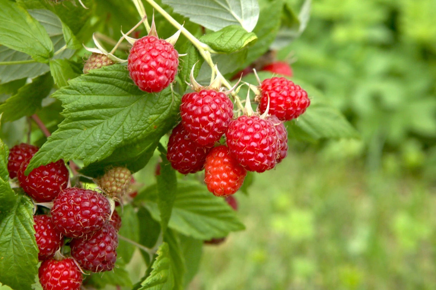 Boyne Early Season Red Raspberry Bare Root Canes - 2 Year Old - Rubus idaeus 'Boyne' - Free Shipping