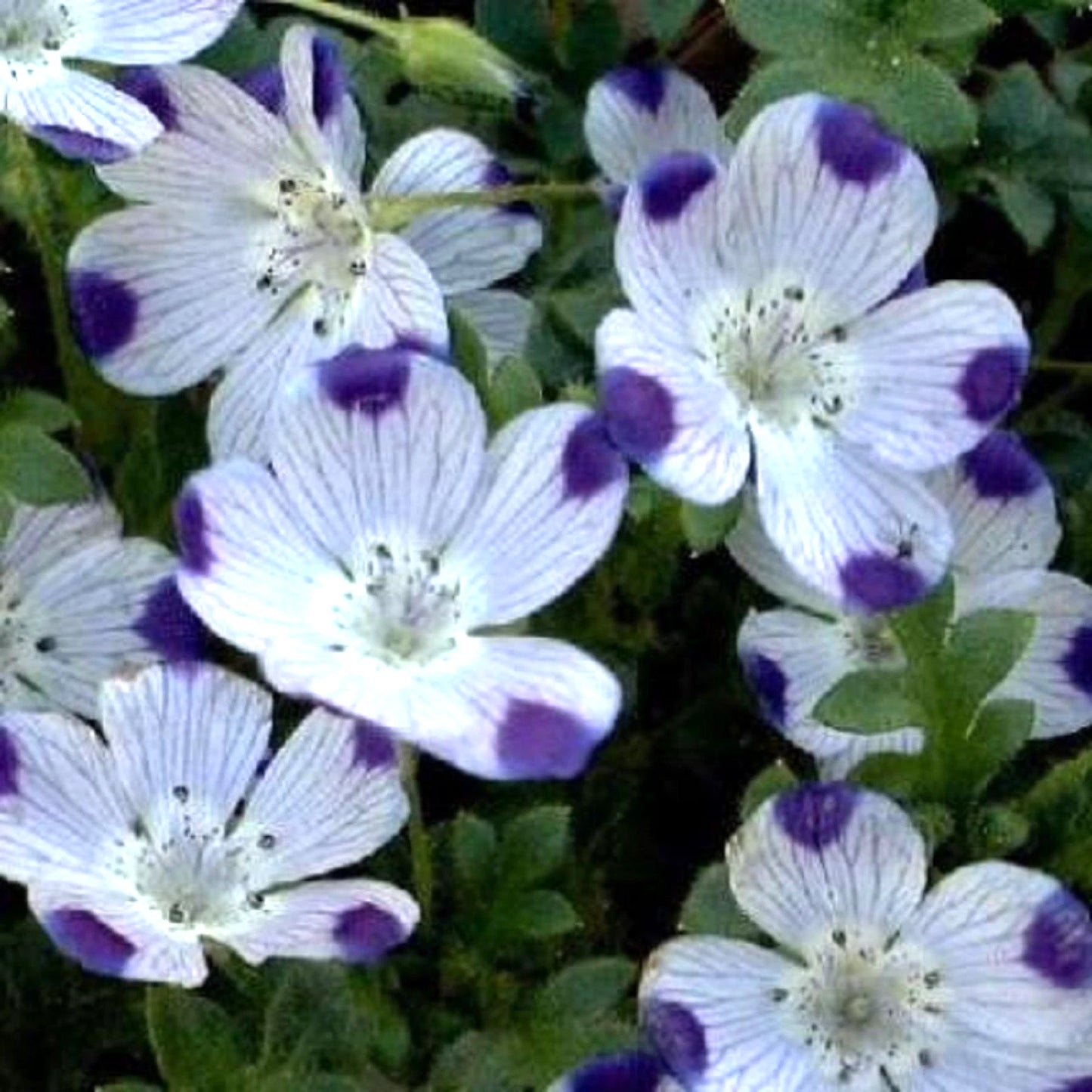 Five Spot Seeds - 125 Unusual Eye-Catching Purple Flower Seeds - Nemophila maculata - GroCo
