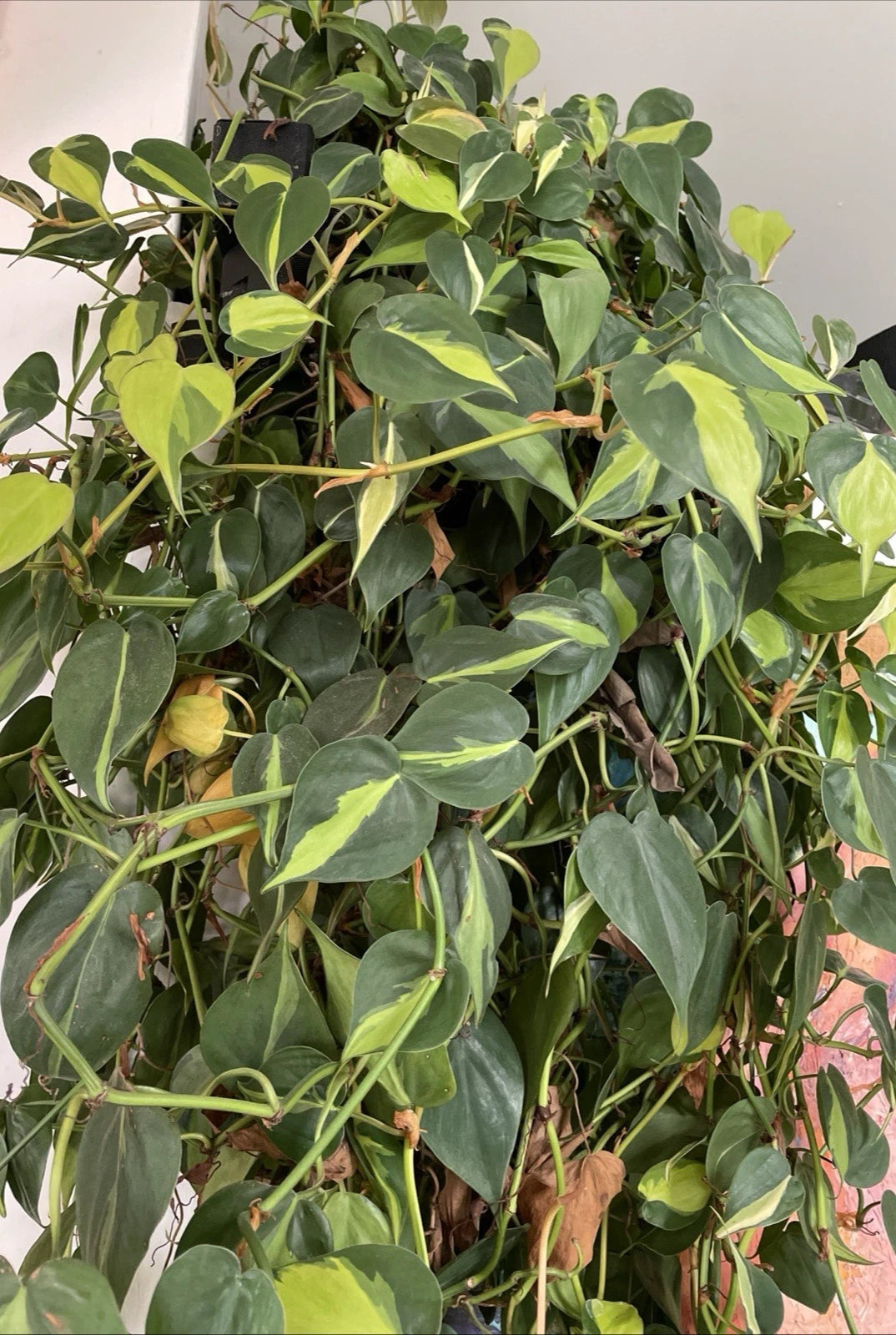 philodendron hederaceum brasil Philodendron Hederaceum 'BRASIL' Variegated Trailing Houseplant Cuttings