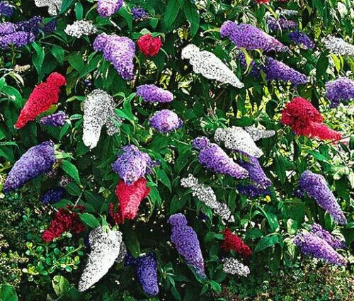 Butterfly Bush Seeds - 200 Mixed Colors - Buddleia Davidii 'Jocadew'
