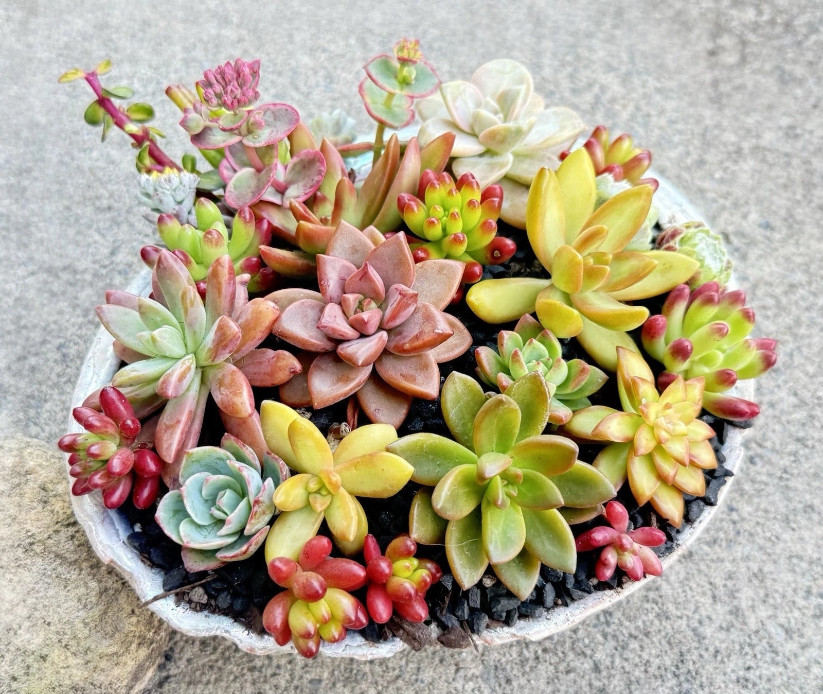 succulent plant set Colorful Rosette Succulent Cuttings Set - Healthy Assorted Varieties - Perfect for Plant Lovers