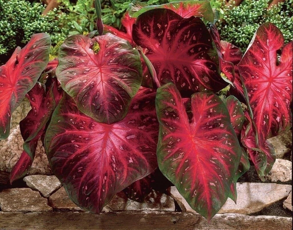 Caladium Bulbs - Red Flash, Fancy Mix - Colorful Perennial - Easy to Grow, Caladium bicolor