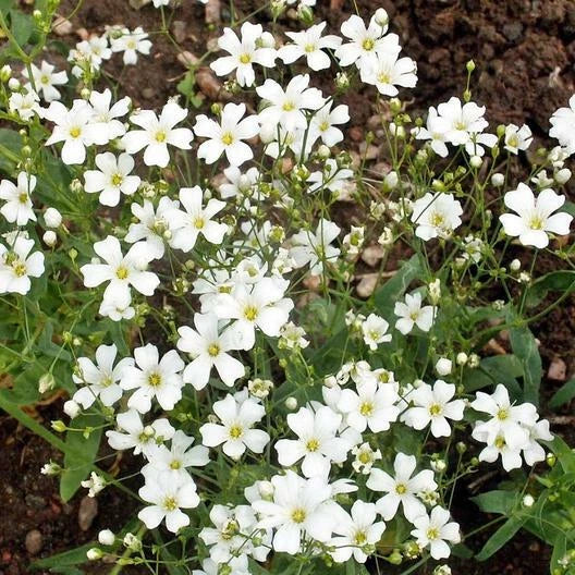 Baby's Breath Cut Flowers - 18" Tall White Variety - Non-GMO Heirloom Seeds (2000 Count)