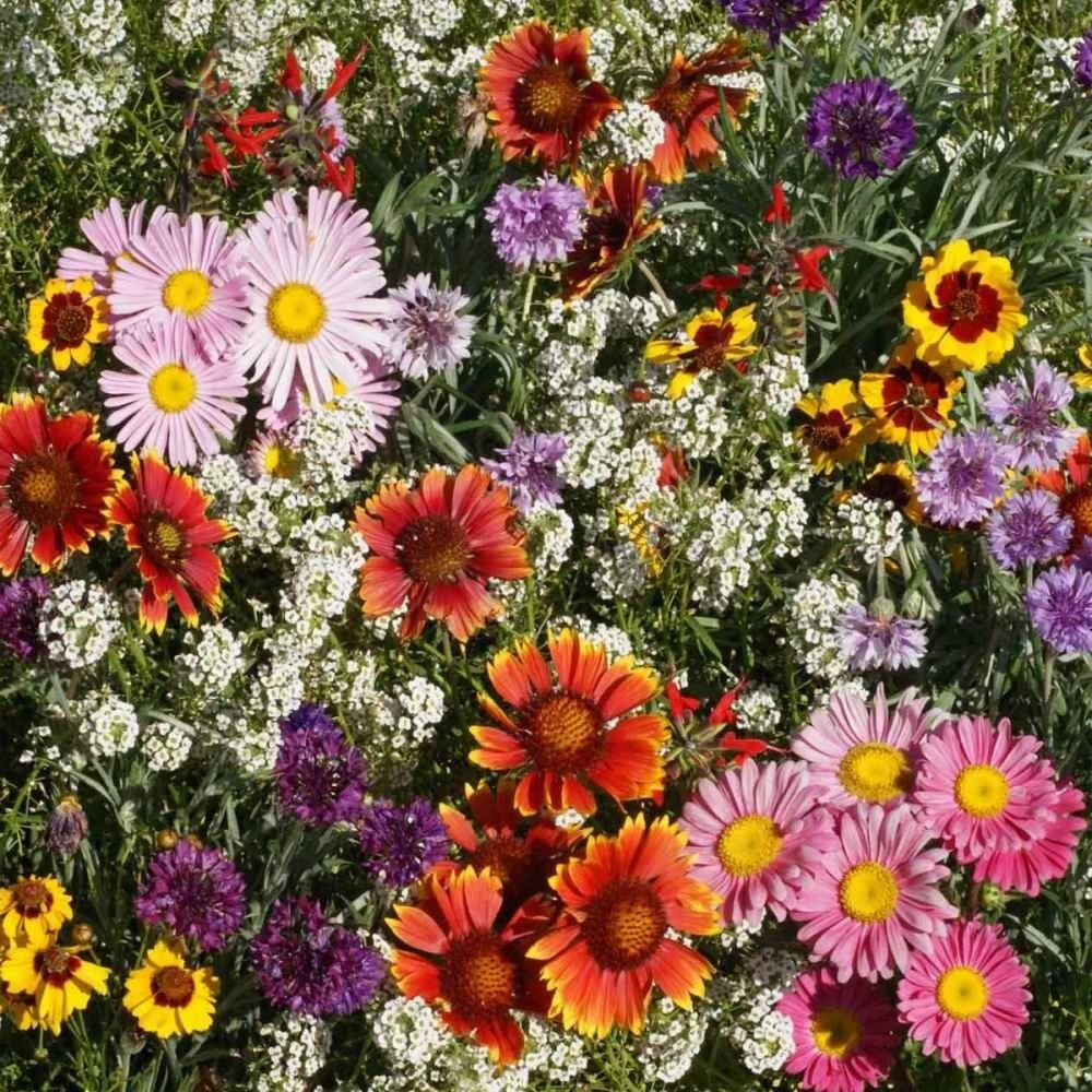 Bird & Butterfly Mix Seeds - 2001+ Native Wildflower Seeds - Annual & Perennial Garden Blend - Pollinator Friendly Mix