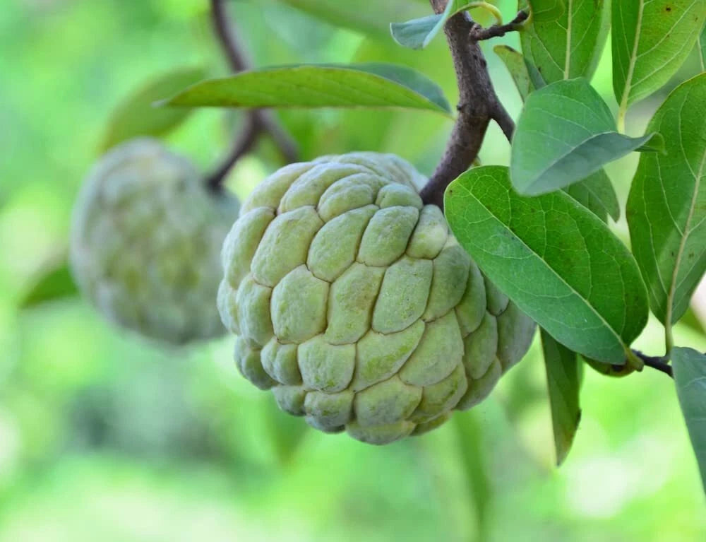 bonsai apple tree seeds Sugar Apple Tree Seeds - 5 Seeds - Annona squamosa