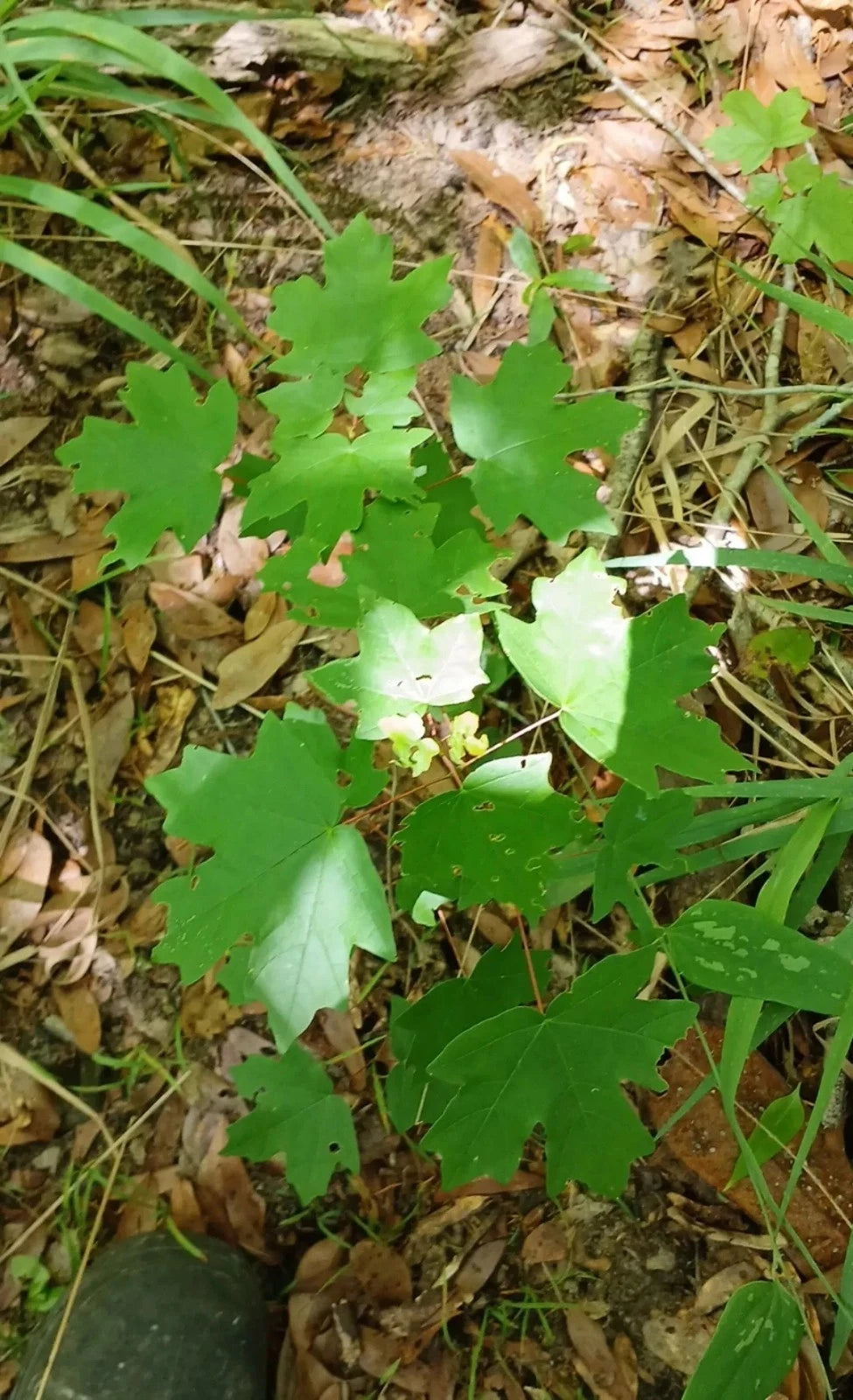 Red Maple Seedlings 1ft 2-Pack Southern Alabama Grown Acer rubrum Fast-Growing Hardy Shade Trees