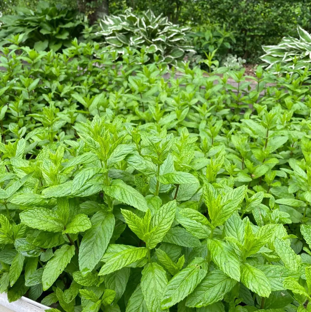 spearmint indoor plant Spearmint Live Plants (4 Bare Root) Organic Peppermint Mint