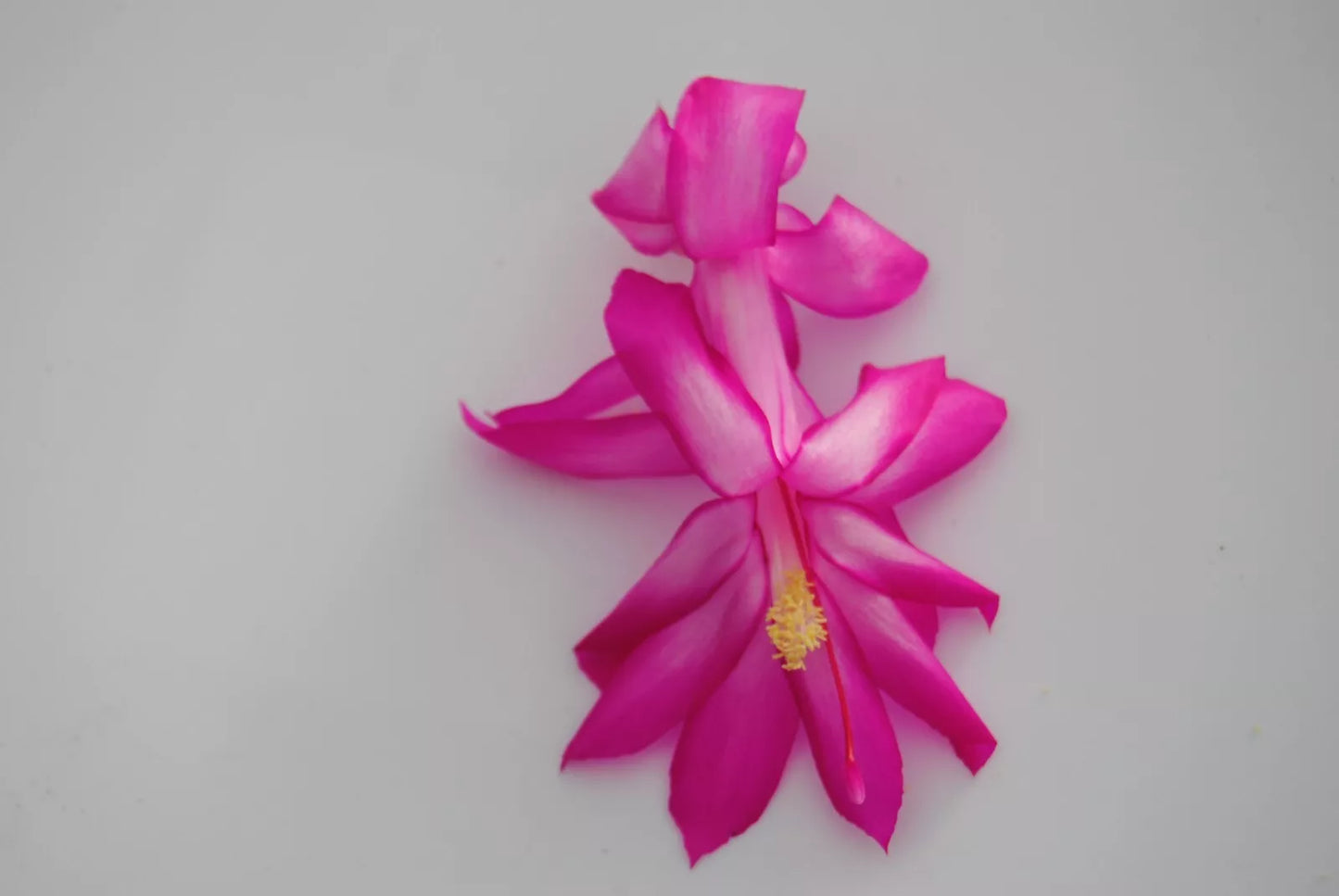 Christmas Cactus Starter Plant - Salsa Dancer - Schlumbergera Truncata - Healthy Well Rooted Small Plant for Home Decor