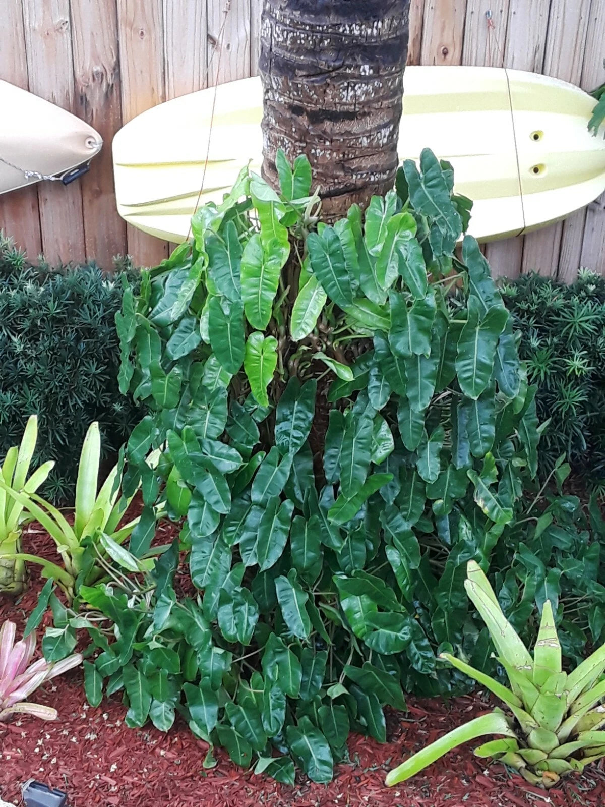 fastest growing philodendron Philodendron Burle Marx Clipping - Fast Growing Tropical Plant Cutting - Ideal for Indoor Gardening