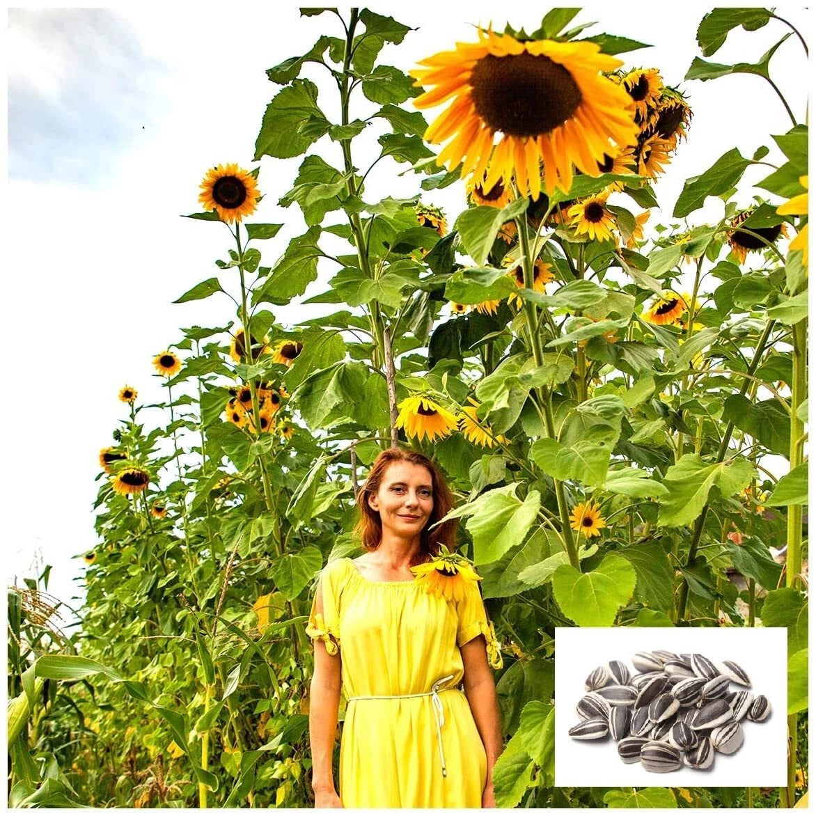exotic garden seeds Skyscraper Sunflower Seeds | 20 Seeds | Rare Exotic Garden Seeds