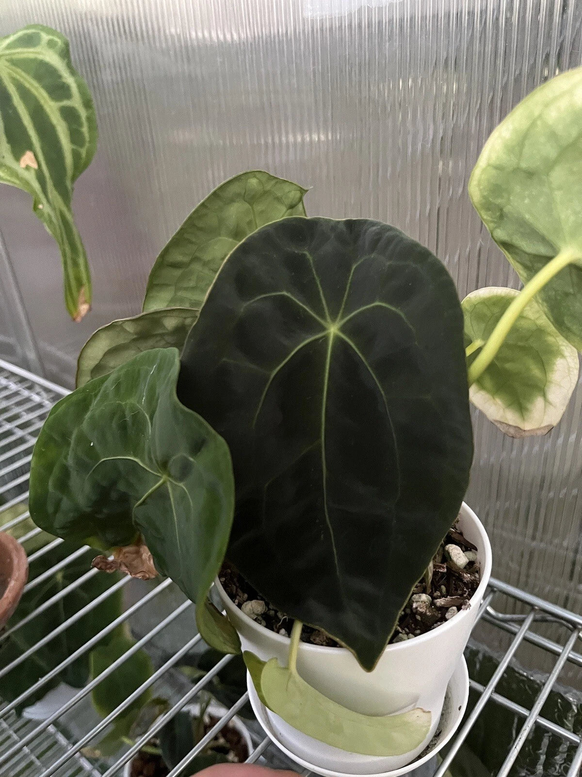 Anthurium Forgetii Dark Form Plant - Rare Aroid Variety, Tropical Houseplant, Indoor Foliage Plant, Live Plant