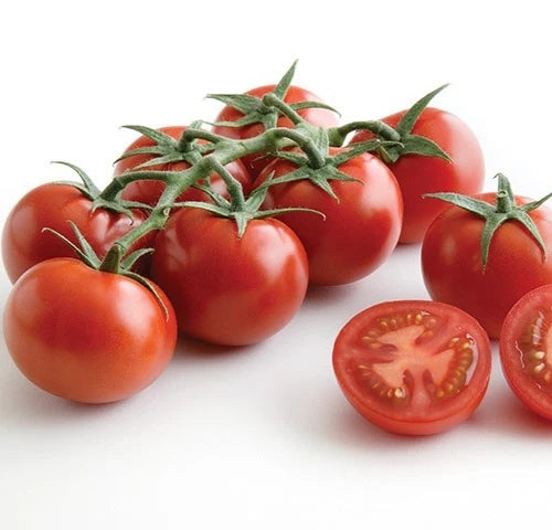 Sweet Campari Tomato Seeds - 50 Premium Fresh Harvest Seeds - Solanum lycopersicum