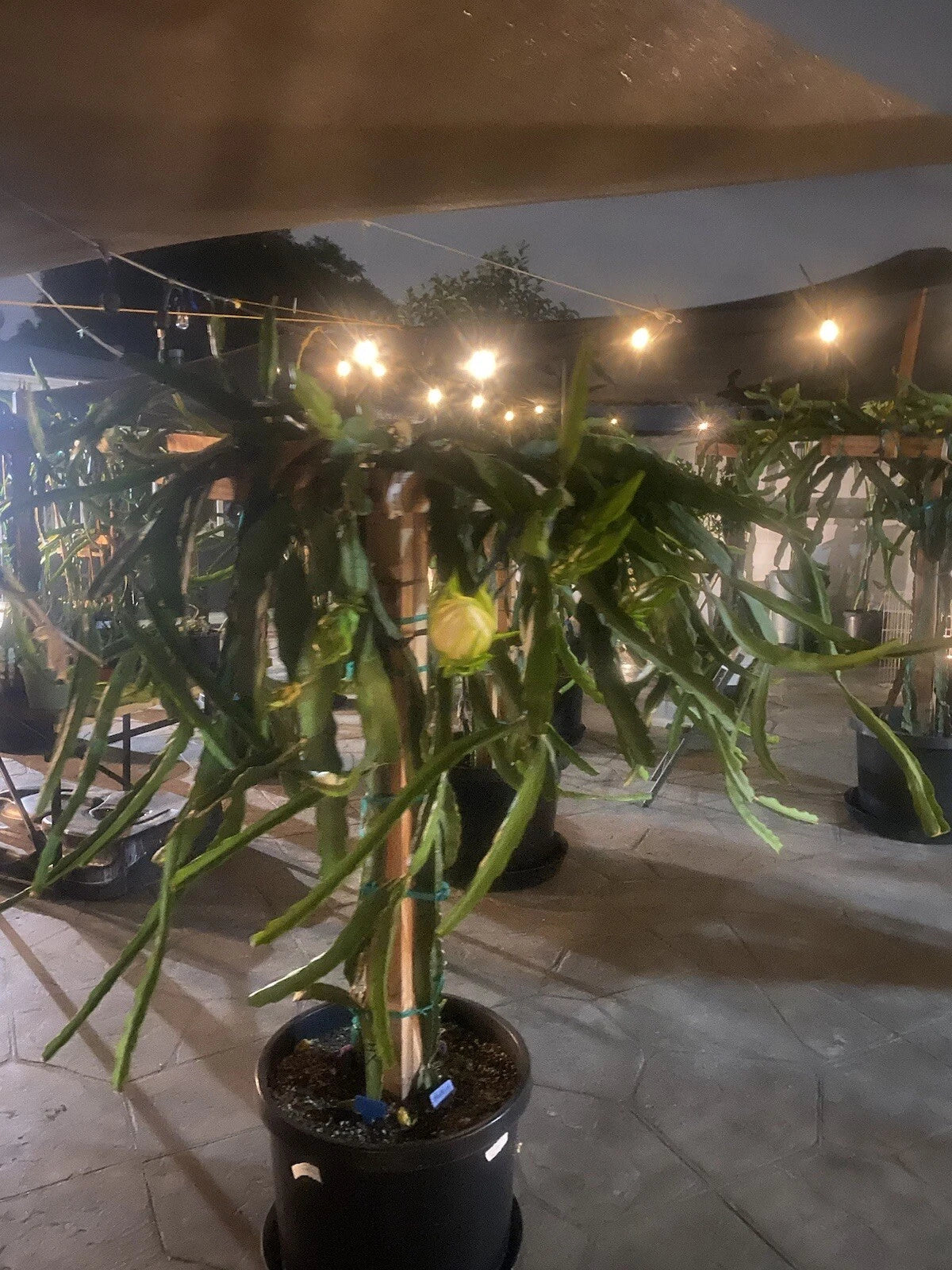dragon fruit plant indoor Dragon Fruit Cuttings 12 Pack 8-10 Inches Long Hylocereus undatus Edible Cactus  Plant Cuttings – Jayme Garden
