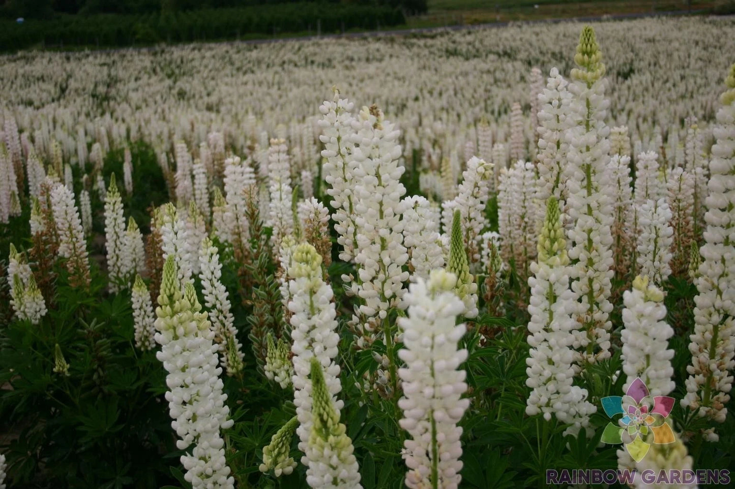 25+ Russell White Lupine Seeds for Garden Planting - Lupinus polyphyllus - Non-GMO - USA Grown - Easy to Grow