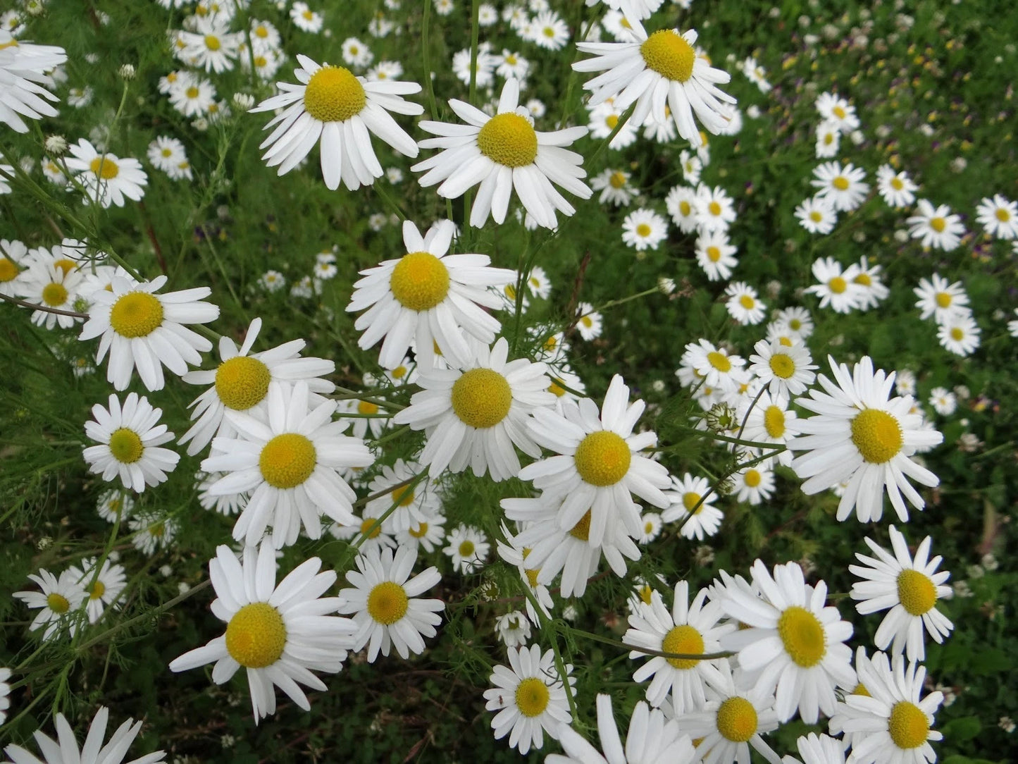 Chamomile Herb Seed Pack - 1000+ Fresh Seeds - Anthemis nobilis - Organic Culinary Herb Gardening Supplies