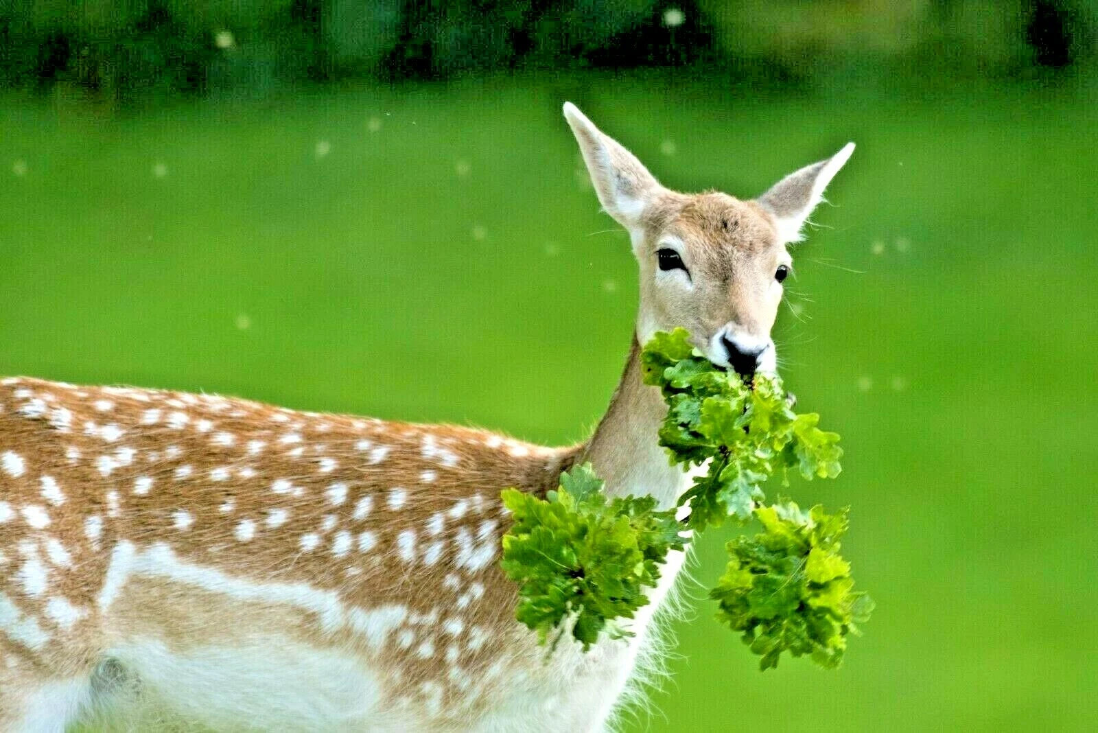 deer proof wildflower seed mix Deer Proof Wildflower Mix - 15 Varieties of Native Annual & Perennial Flowers
