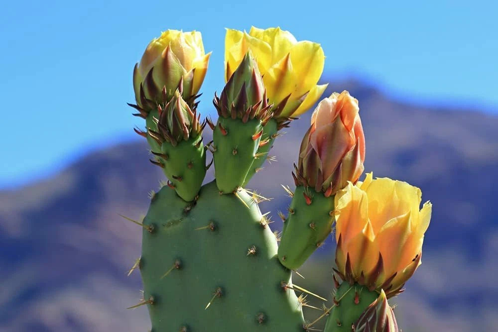grow your own prickly pear cactus Green Prickly Pear Cactus Seeds - 50 Count - Opuntia ficus-indica