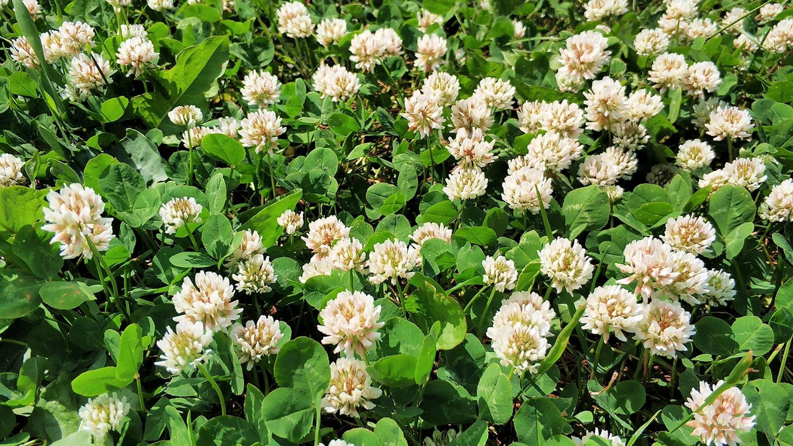 planting white dutch clover seed White Dutch Clover Seeds - Ground Cover Lawn Alternative