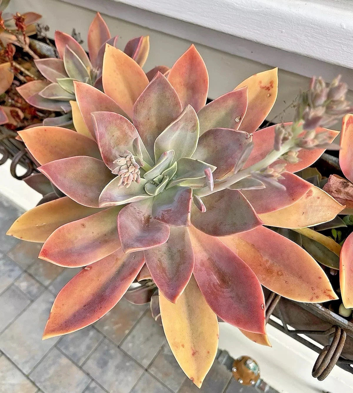 6-Inch Graptoveria Fred Ives Succulent Cutting - Healthy Rare Live Plant for Easy Care - Ideal for Home Decor