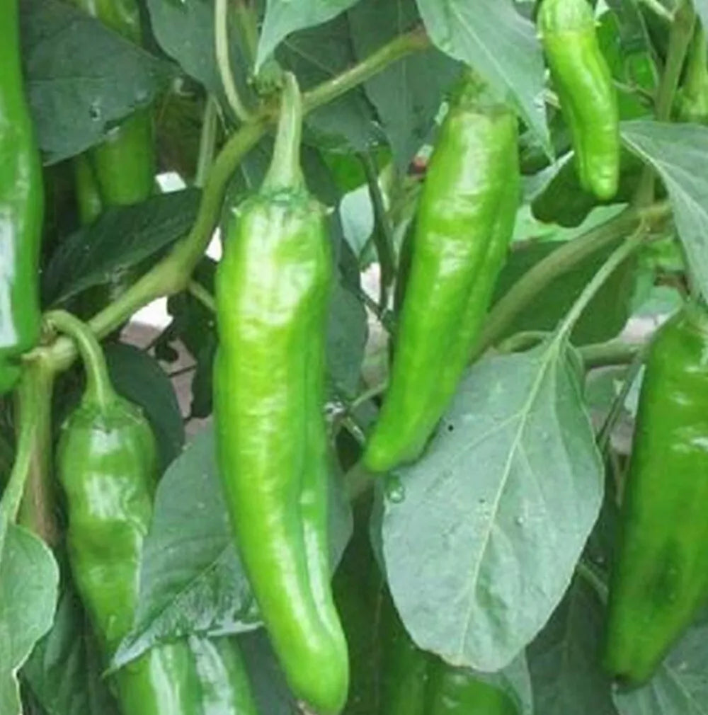 Anaheim Chili Hot Pepper Seeds | NON-GMO Heirloom | Fresh Garden Seeds | Capsicum annuum