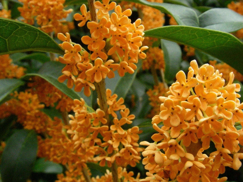 Apricot Echo Fragrant Tea Sweet Olive Plant - Rooted Starter - Osmanthus fragrans