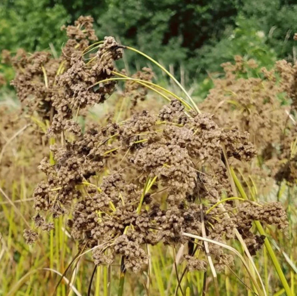 Wool Grass Seeds - Scirpus cyperinus - Native Wetland Plant for Landscaping and Erosion Control