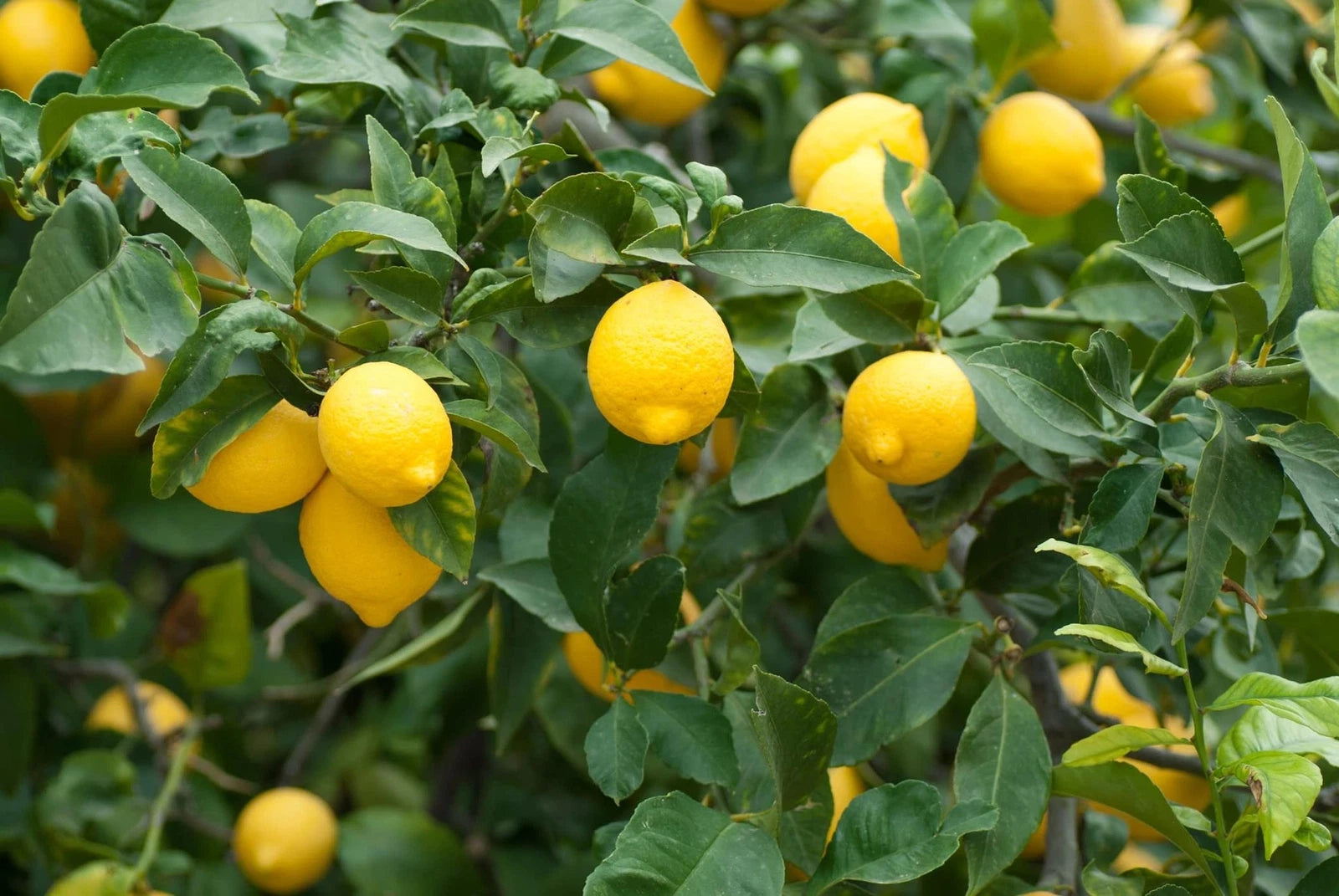 citrus bonsai tree Dwarf Lemon Bonsai Tree Seeds - 30+ Seeds - Citrus limon