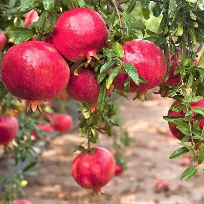 pomegranate plant in pot Red Pomegranate Tree Live Plant 8-10in Punica granatum 4in Pot – Jayme  Garden