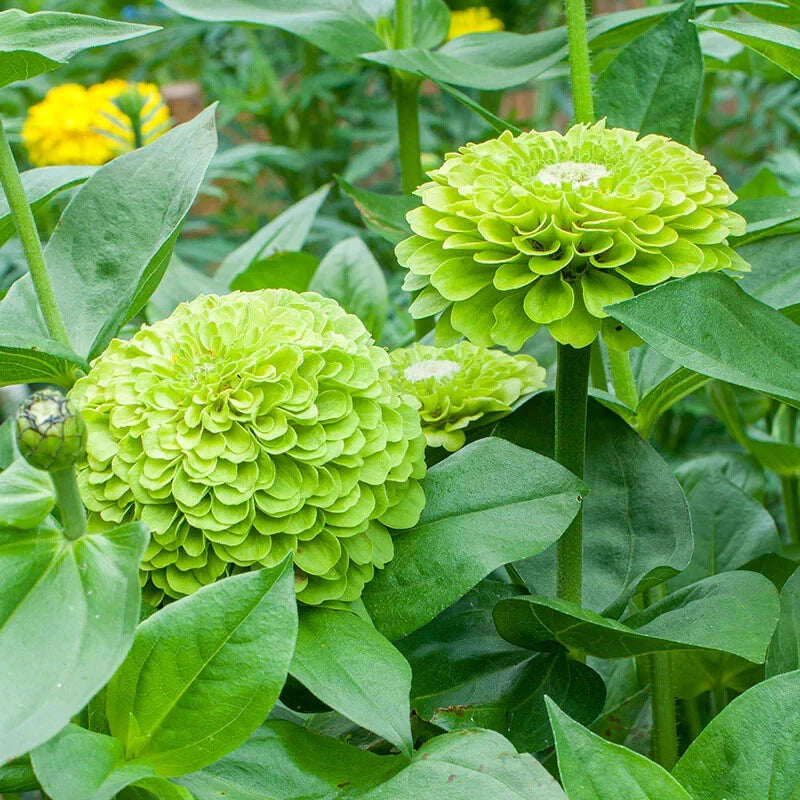 Benary Giant Lime Zinnia Seeds - 100+ Pack for Garden Planting - Zinnia elegans - USA Shipping