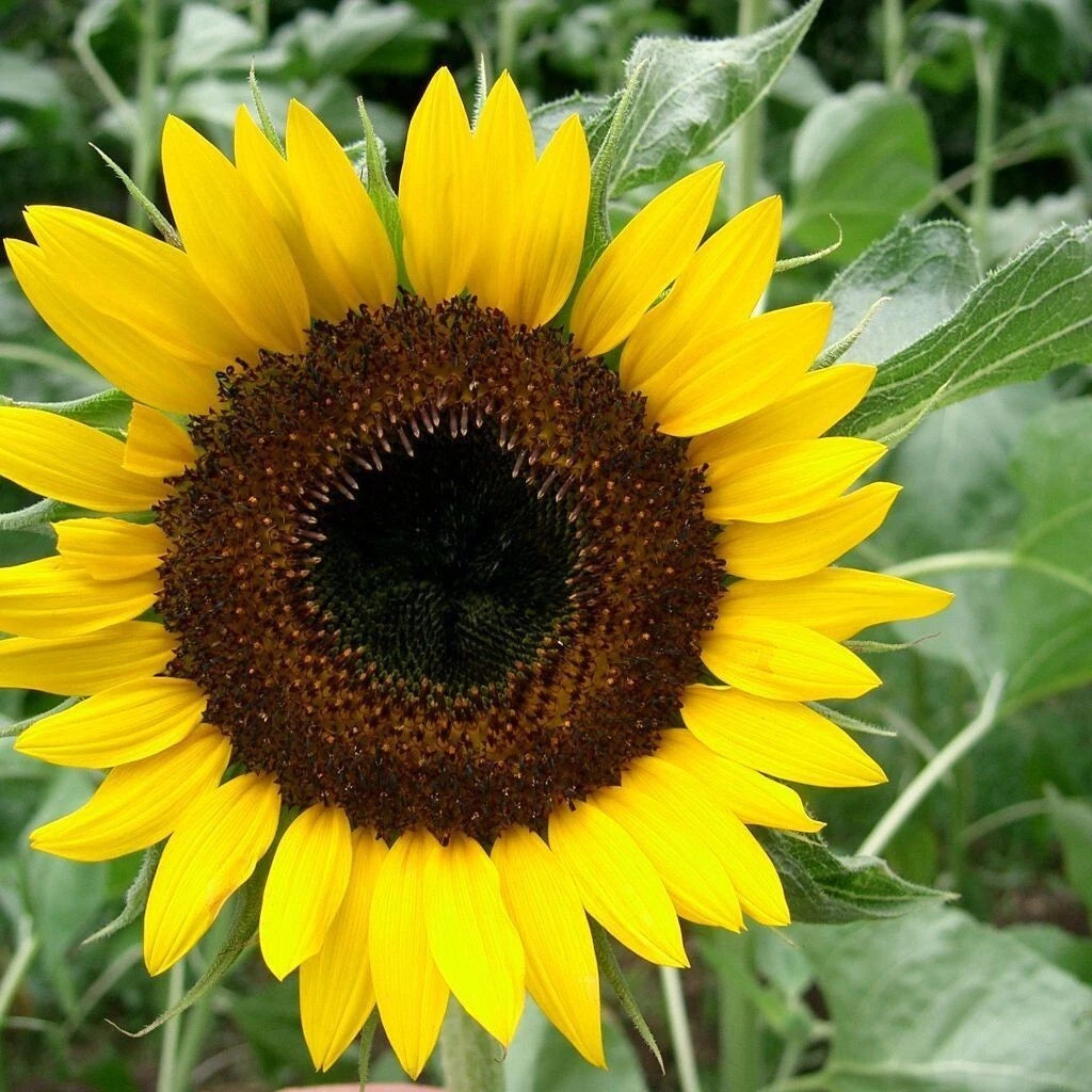 Black Oil Sunflower Seeds for Planting - Giant Sunflowers - Helianthus annuus