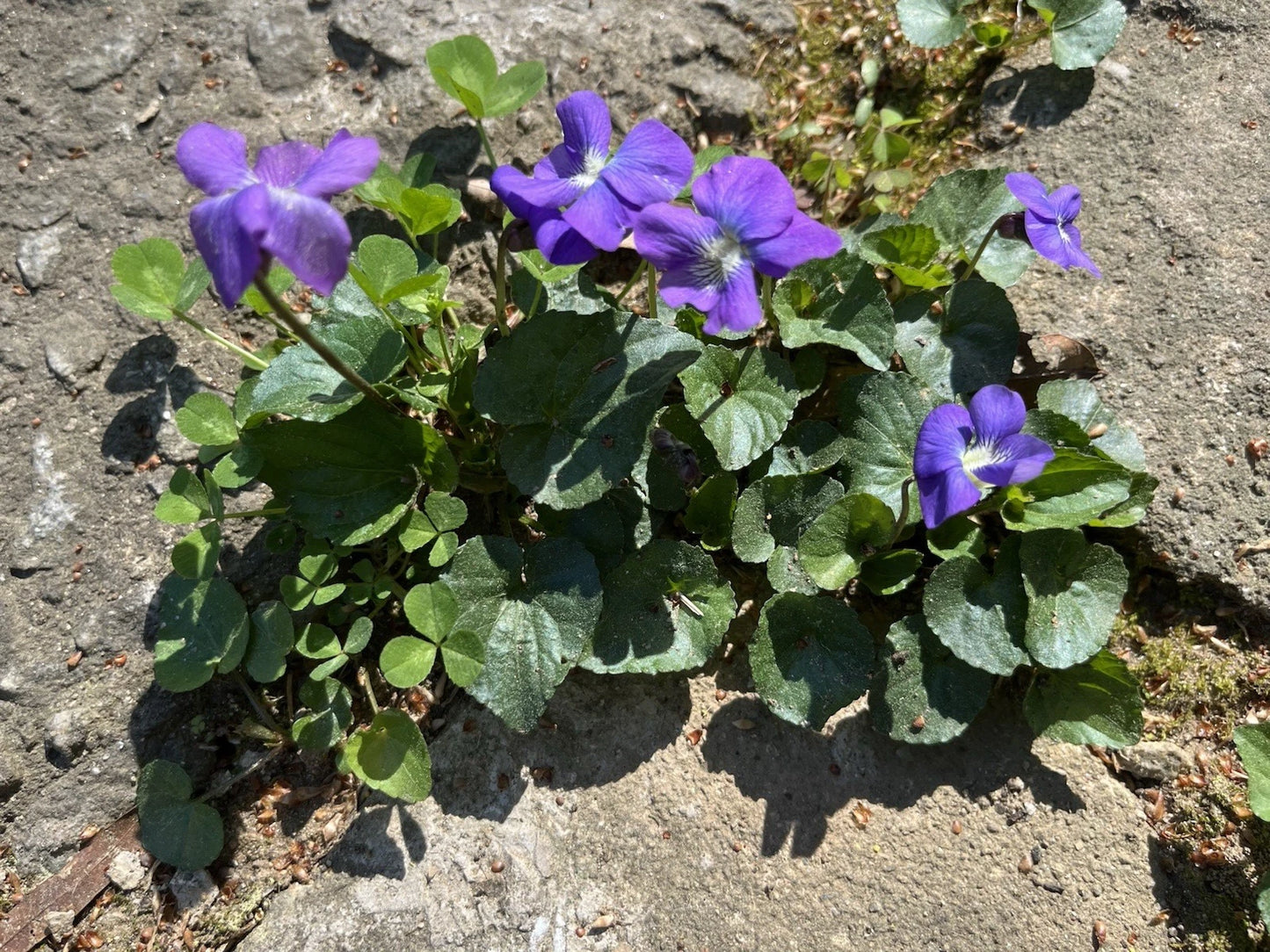 50 Wild Purple Violet Bulbs - Viola sororia - Native Flower Rhizomes for Garden Planting, Spring-Summer Bloom