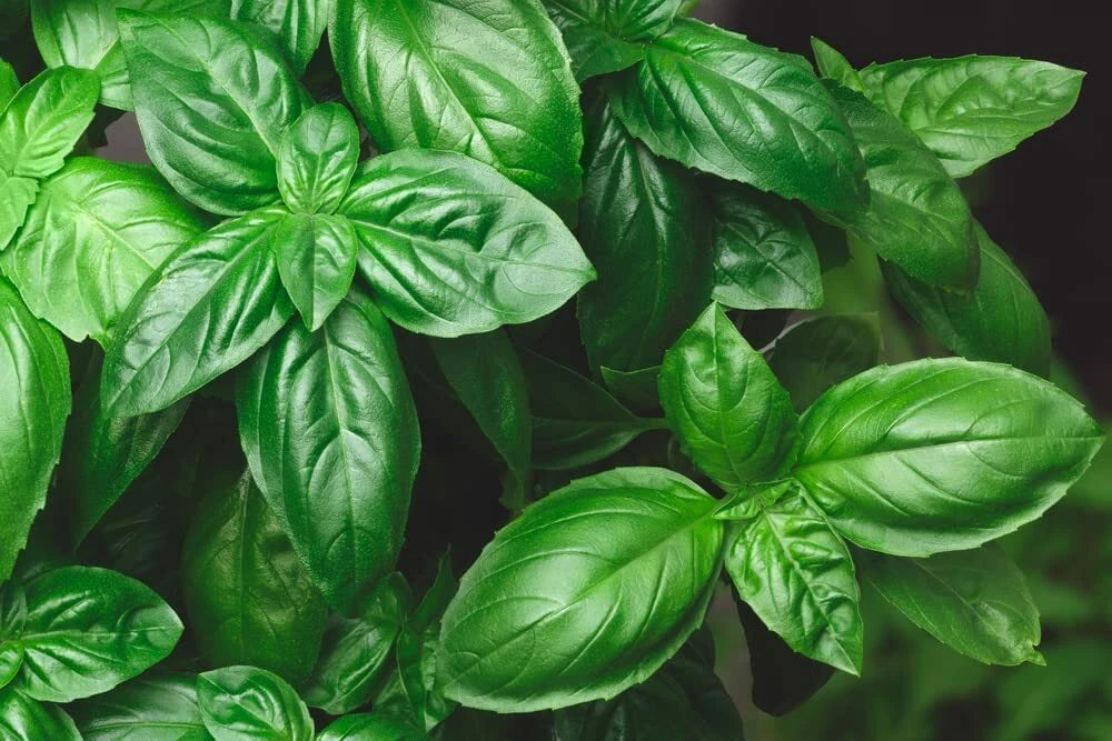 Genovese Basil Seeds - 500+ Seeds for Planting - Perfect for Pesto - Ocimum basilicum - Made in USA