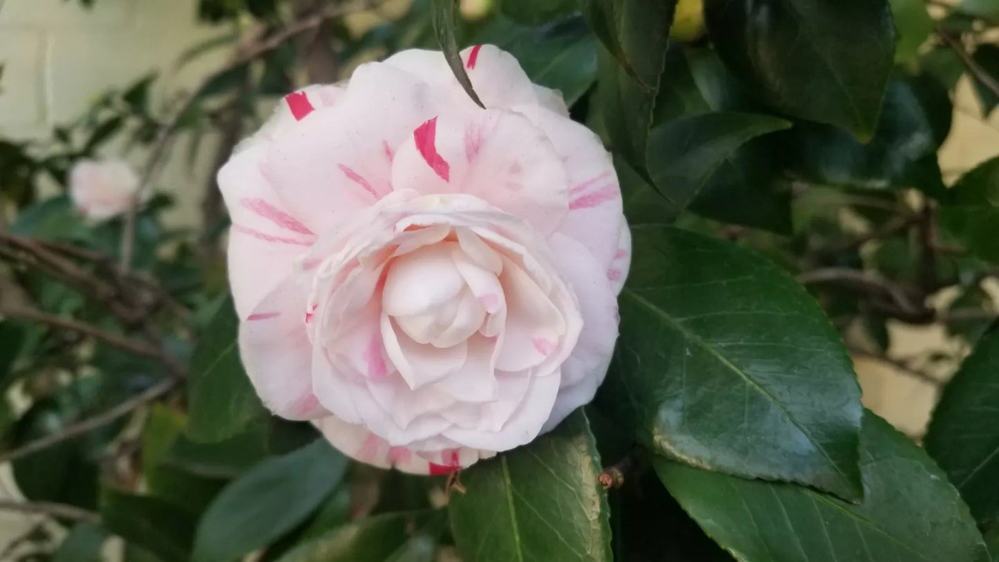 Candy Cane Camellia Cuttings - Eight Stem Blooms, Prolific Bloomer, Camellia japonica