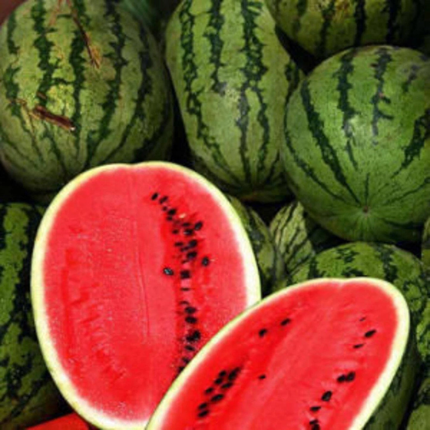 Cal Sweet Supreme Watermelon Seeds - 25+ Heirloom Non-GMO Fruit Seeds, Citrullus lanatus