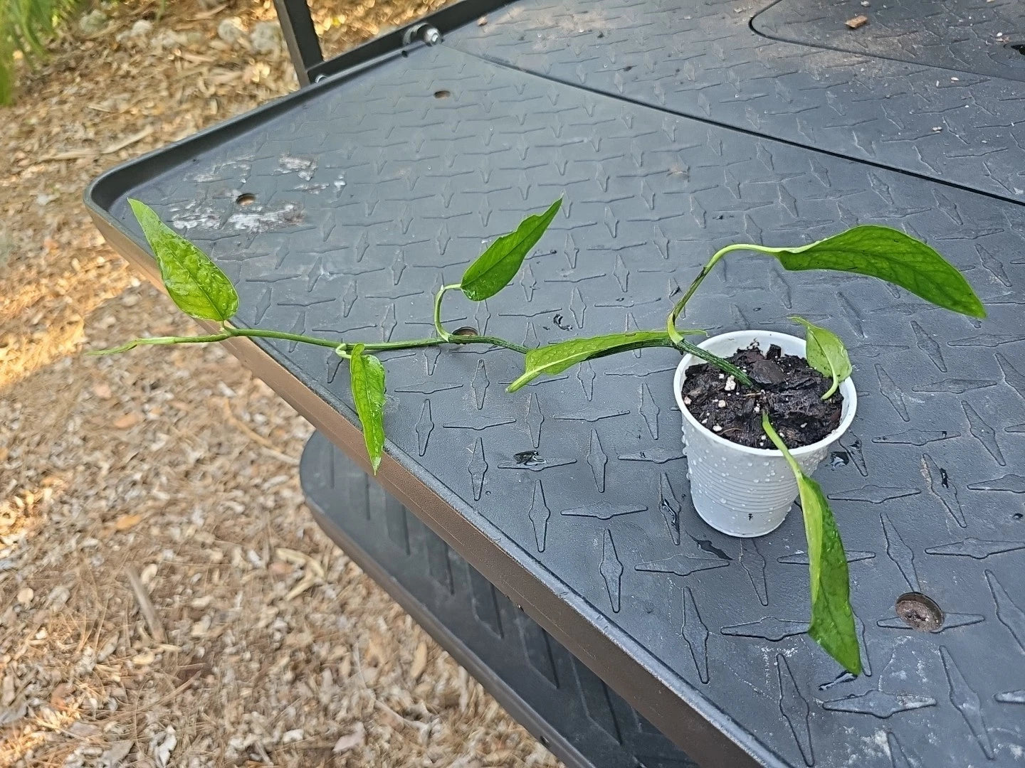 Epipremnum Pinnatum Skeleton Key Pothos Plant - Fully Rooted Indoor Houseplant, Unique Leaf Shape, Tropical Green Foliage