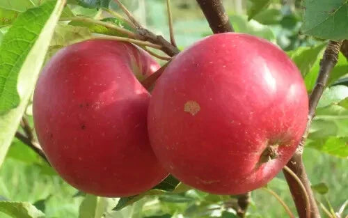 25+ Rosette Apple Seeds for Garden Planting - Malus domestica - USA Grown