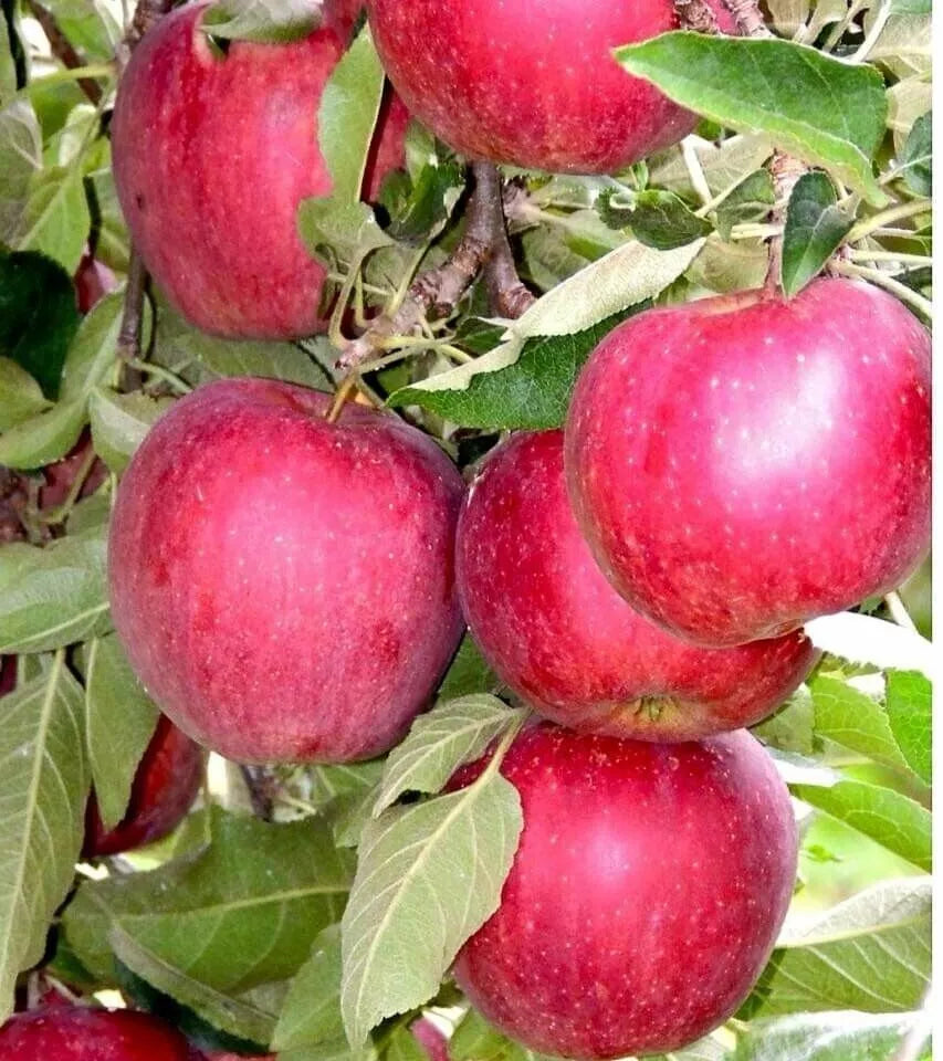 Apple Seeds 6+1 Red Organic Heirloom USA Homegrown Malus domestica