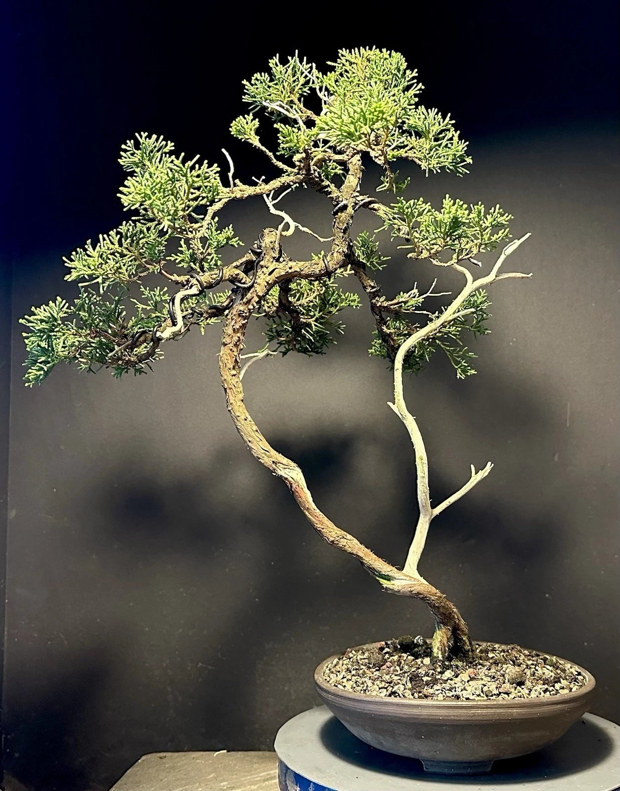 Shimpaku Bonsai Tree 18” Itoigawa Literati Jin/Shari in American Pot
