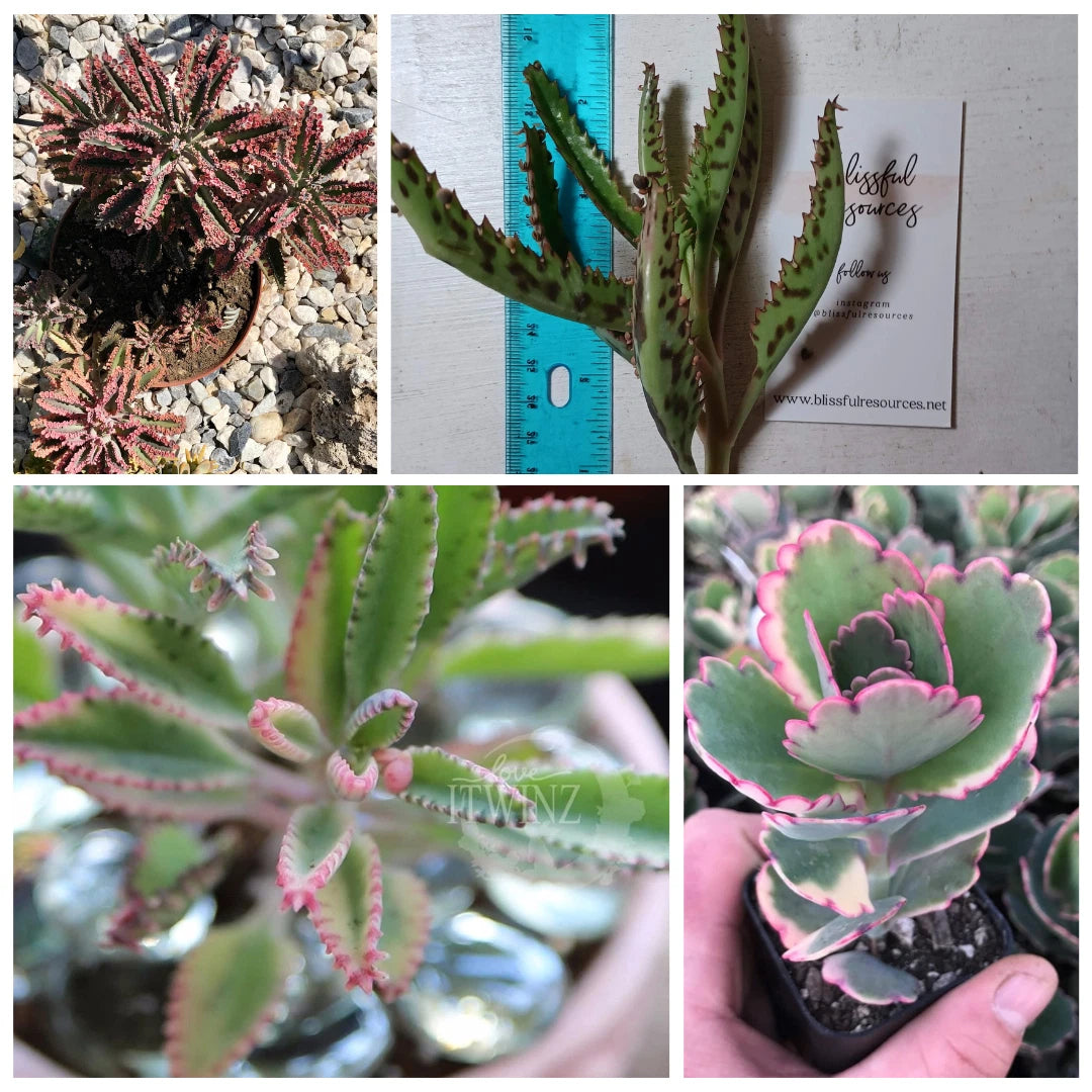 Kalanchoe Lavender Scallop Succulent Cut 4"-6" Bryophyllum Flapjack FangFelt Plant