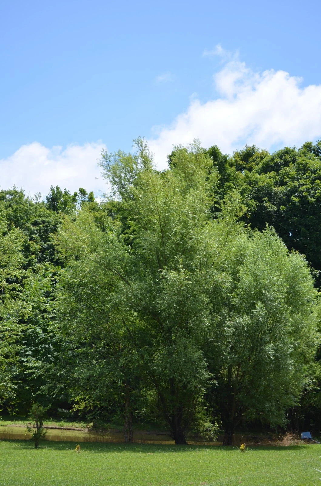 Aussie Willow Tree Cuttings - 10 Unrooted Green & Yellow Leaves - Fast Growing (Salix spp.)