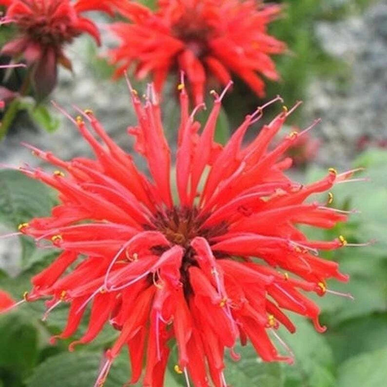 Bee Balm Seeds - 100 Bright Red Hummingbird Flower Seeds - Monarda didyma