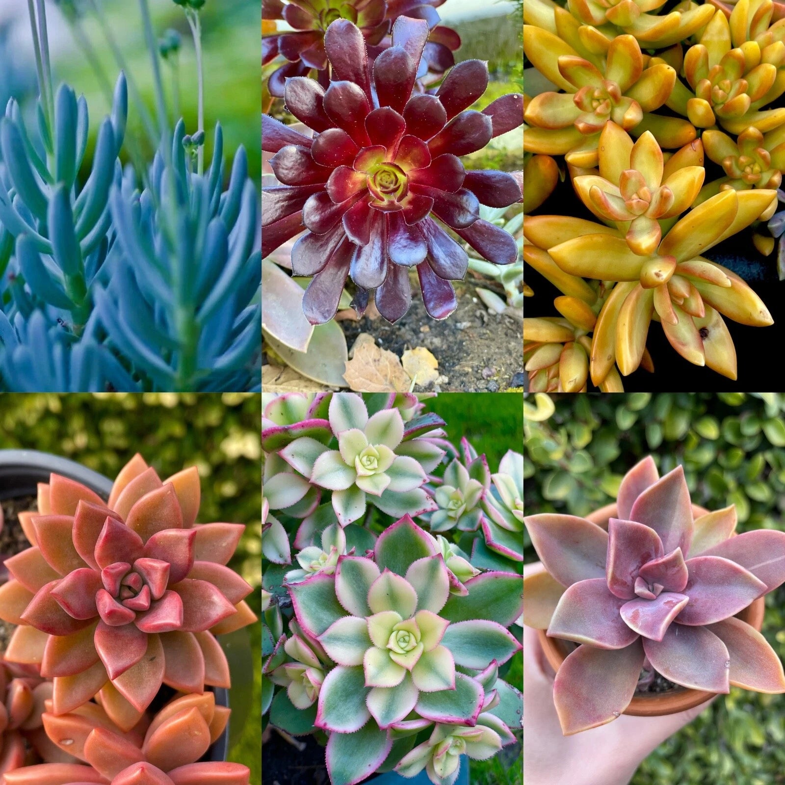 rainbow succulent plant Rainbow Succulent Bundle - 6 Colorful Live Succulents/Cuttings - Variety May Vary