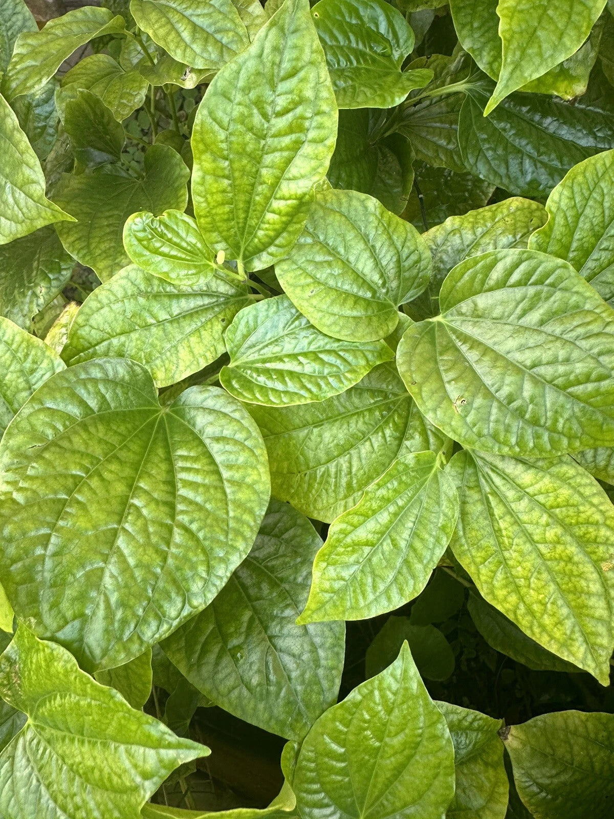 3 LOLOT TEXAS Live Plants - Lá Lốt - Vietnamese Culinary Herb (Piper lolot) - Fresh Edible Leaves, Ideal for Cooking